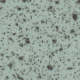 Grey Speckle