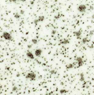 White Speckle